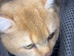 -艾贝尔宠物医院·24H转诊中心·肿瘤猫专科(江宁双龙店)