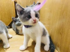 -屋虎猫馆(宝安大仟里店)
