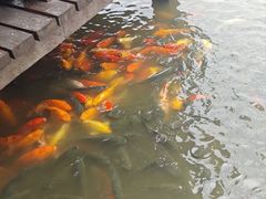 -采石矶景区