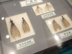 -上海昆虫博物馆