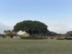 -万绿园