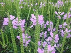 -长春公园(普阳街道)