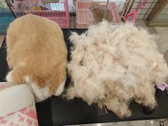 -钦宠·猫咪售卖·洗护·寄养(东圃旗舰店)