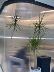 -YESIDO BLACK椰岛造型