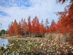 -昆山城市生态森林公园