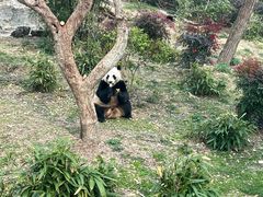 -武汉动物园