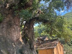 -杨家堂村