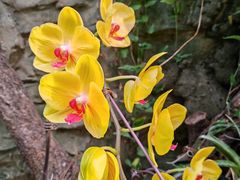 -北京植物园-展览温室