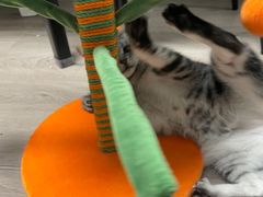 -momokira米努特·德文卷毛猫·棉花面纱犬