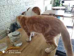 -平行世界·猫咖(首经贸店)