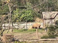 -上海野生动物园