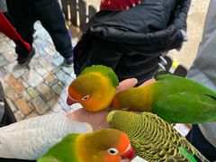 -上海大自然野生昆虫馆(东方明珠·爬宠昆虫探索中心)