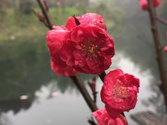 -常德桃花源景区