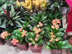 -秦美花卉(天朗·莱茵小城2期店)