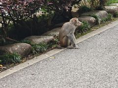 -姑婆山旅游区