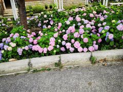 -大塘金香草谷