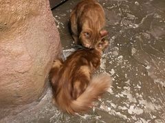 -猫猫幼稚园·撸猫·桌游·电玩