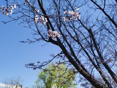 -海棠花溪(元大都城垣遗址公园)