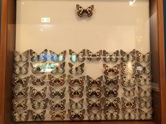-墨尔本博物馆(Melbourne Museum)