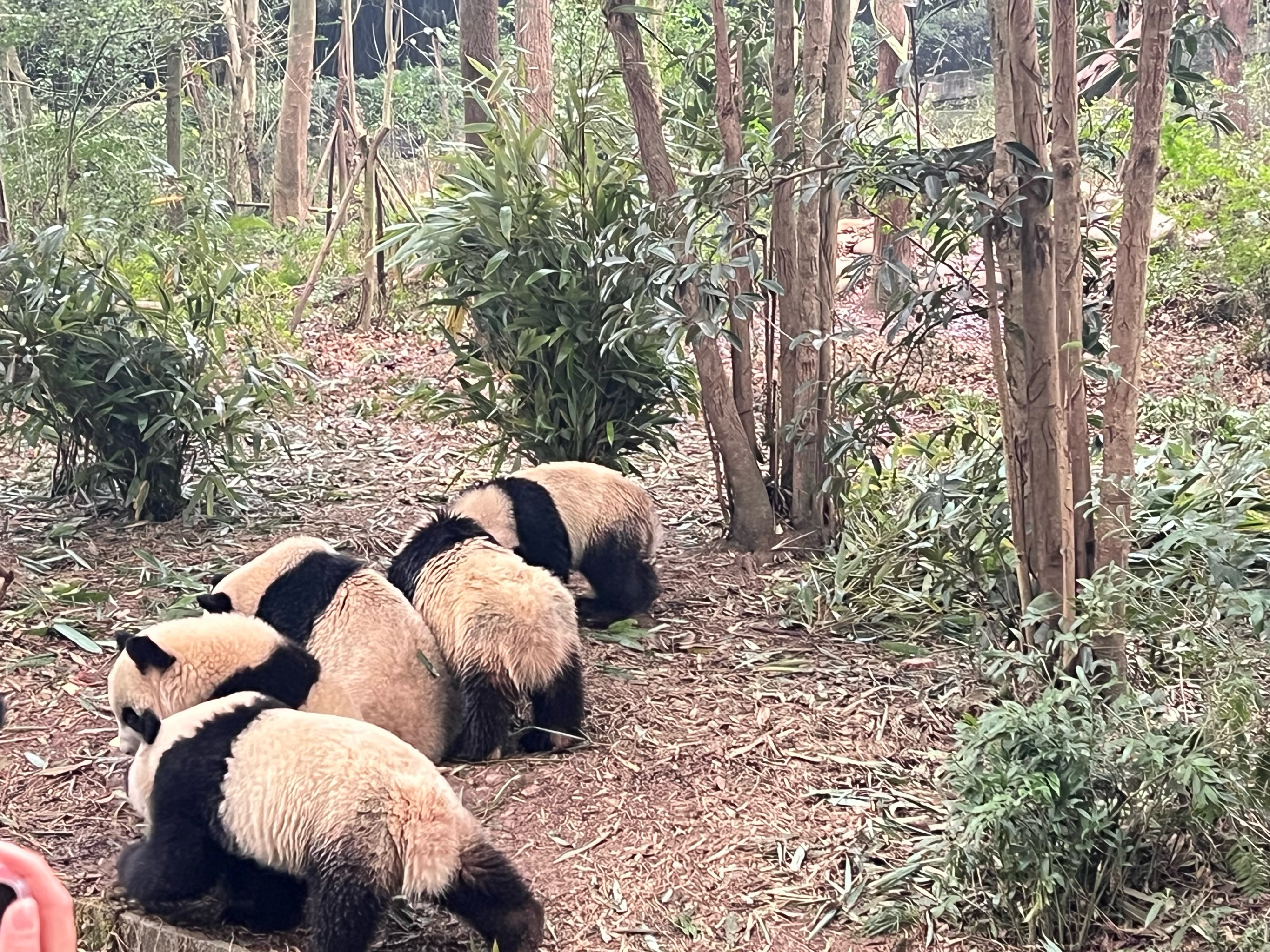 小熊猫发源地图片