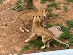 -西霞口神雕山野生动物世界