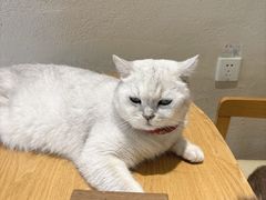 -藏猫猫咖啡主题馆(中央大道店)