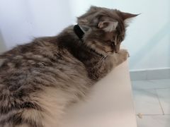 -楼上猫咖(罗湖店)