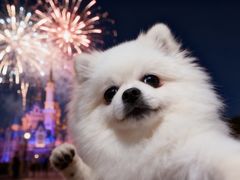 -翊宠yipet猫狗购宠庄园犬舍•猫舍