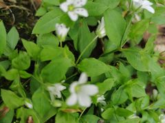 -五女峰国家森林公园