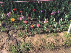 -瑶湖郊野森林公园