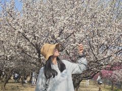 -香雪海