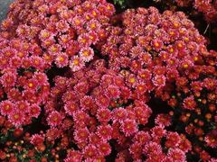 android_upload_pic-沈阳中山公园