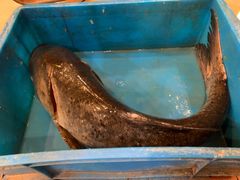 -旭龙鱼头王(航华店)