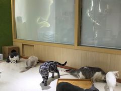 -猫和宫(六道口店)