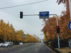 -三里屯东五街银杏大道