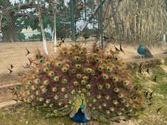 -西霞口神雕山野生动物世界