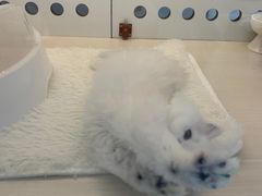 -comecome来吧宠物(奥克斯中心店)