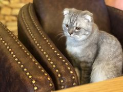 -猫咪咖啡店(新城大街店)