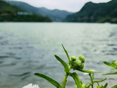 -后柳水乡