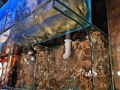 -苏格里岛自助烤肉海鲜火锅(成都金牛万达店)