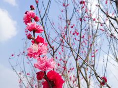 -秀丽东方
