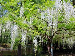 -上海滨江森林公园