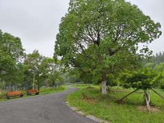 -东平国家森林公园