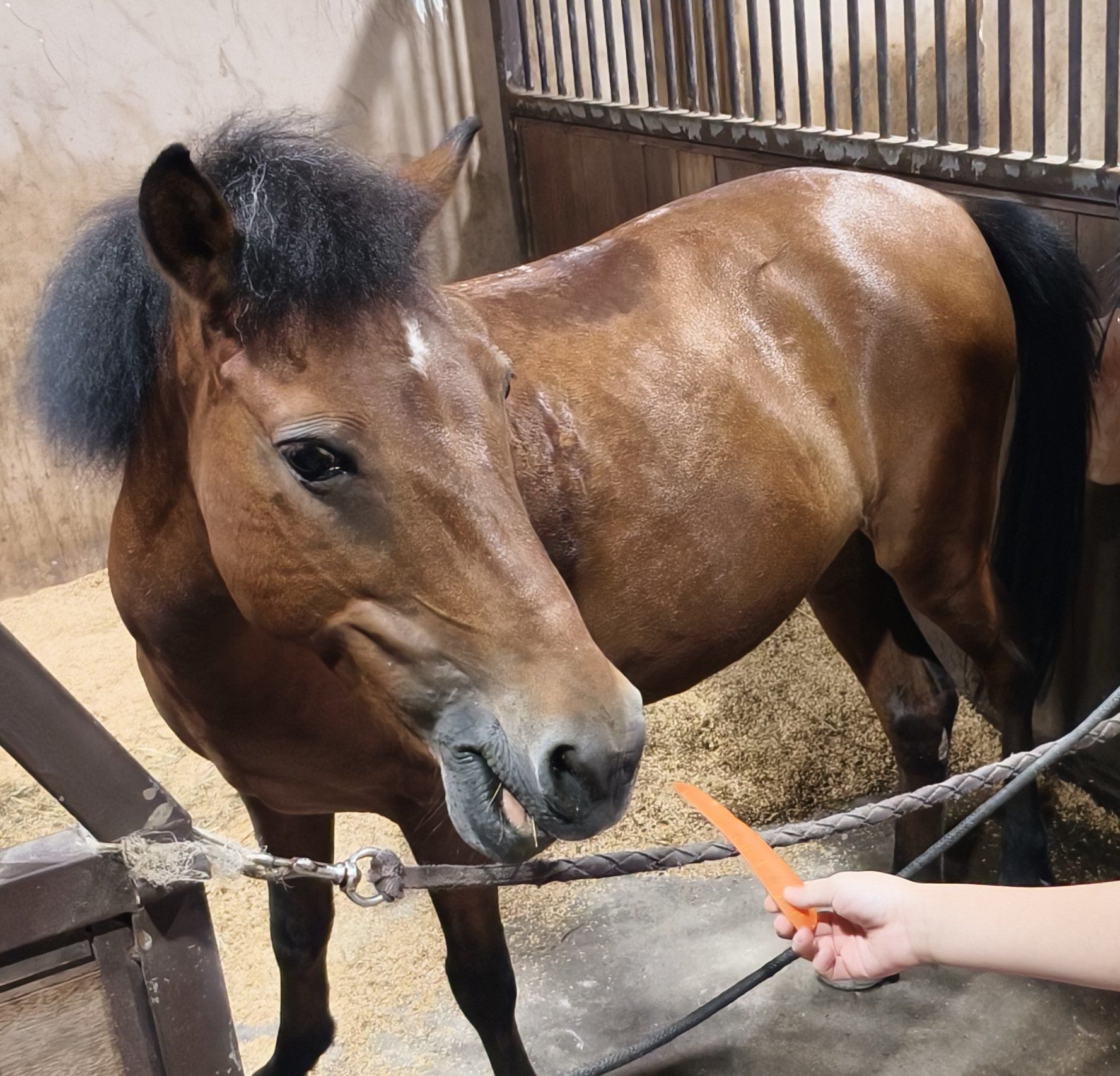 马也喜欢吃糖哦