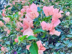 -莲花山公园