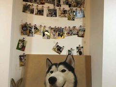 -Husky Go! 哈士奇体验馆·宠物咖啡厅狗咖