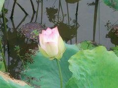 android_upload_pic-艾溪湖湿地公园