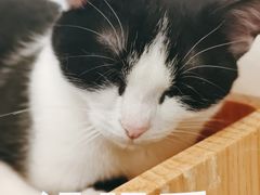 -有喵·猫咖·狗咖·30几只猫10只小狗(岗厦店)