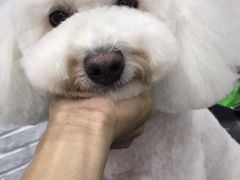 -八公叔叔宠物美容连锁(春申店)