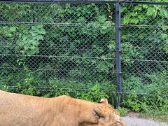 -深圳野生动物园